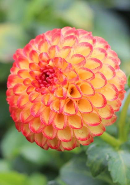 Kasasagi dahlia heirloom bulbs #2