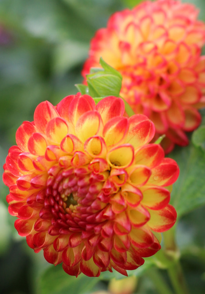 Kasasagi dahlia heirloom bulbs #1