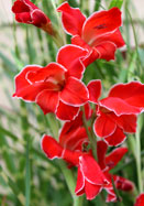 Atom Gladiolus