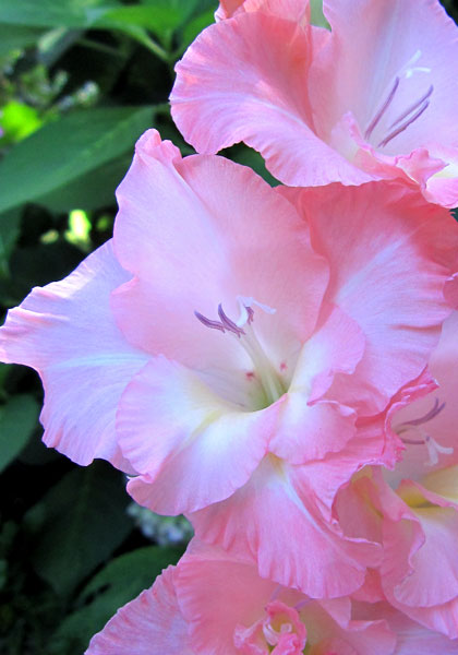 Friendship gladiolus heirloom bulbs #1