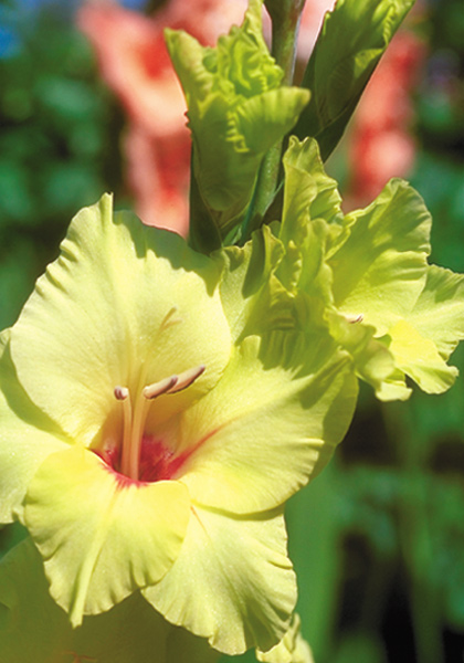 Green Woodpecker gladiolus heirloom bulbs #1
