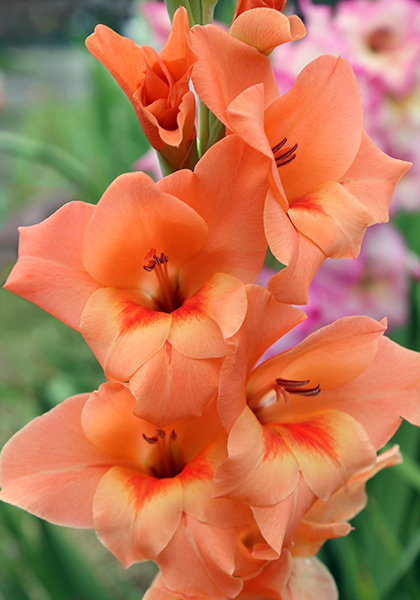 Peter Pears gladiolus heirloom bulbs #1