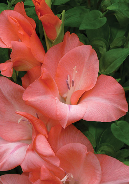 Spic and Span gladiolus heirloom bulbs #1