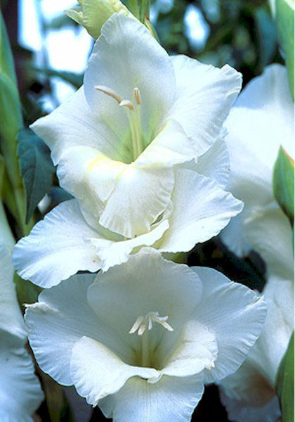 White Friendship gladiolus heirloom bulbs #1