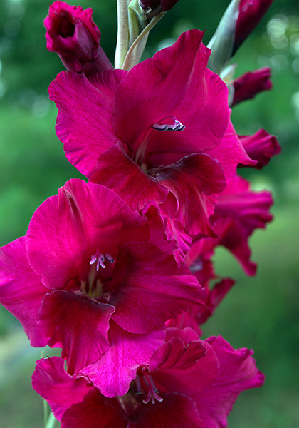 GLADIOLUS