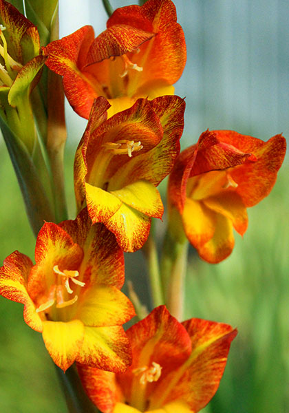 parrot  gladiolus heirloom bulbs #1