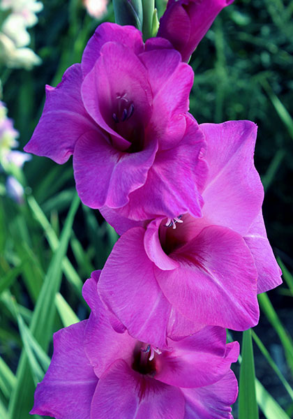 Fidelio gladiolus heirloom bulbs #1