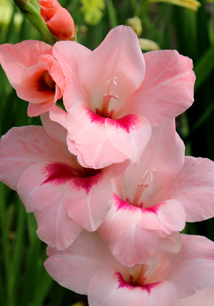 Dauntless gladiolus heirloom bulbs #1