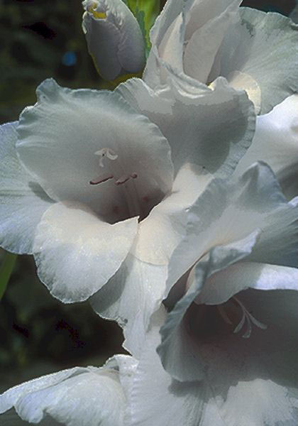 Grey Wing gladiolus heirloom bulbs #1