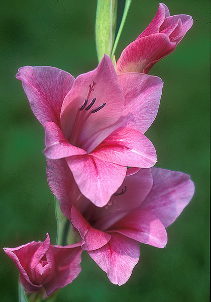 Beuna Winchester gladiolus heirloom bulbs #1