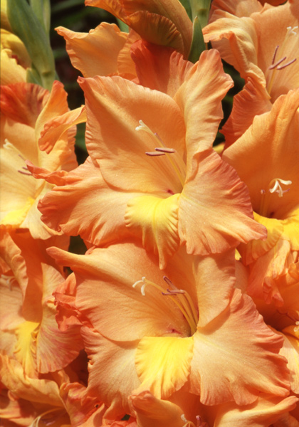Apricot Luster gladiolus heirloom bulbs #1