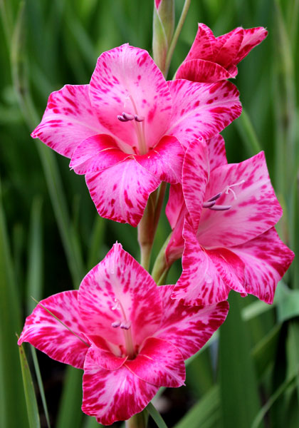 Bibi gladiolus heirloom bulbs #1