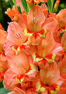 Melodie gladiolus heirloom bulbs