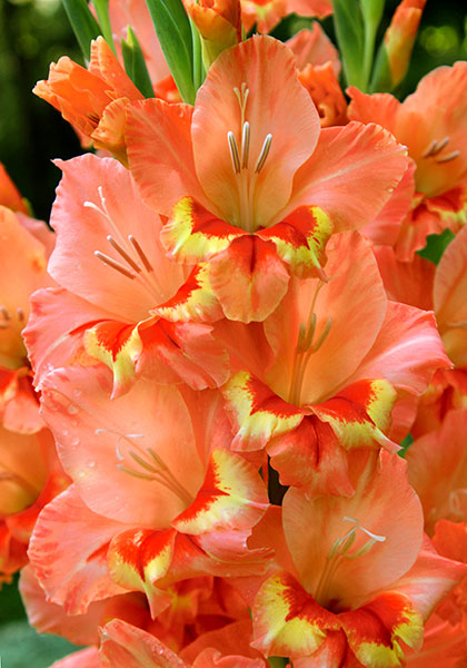 Melodie gladiolus heirloom bulbs #1