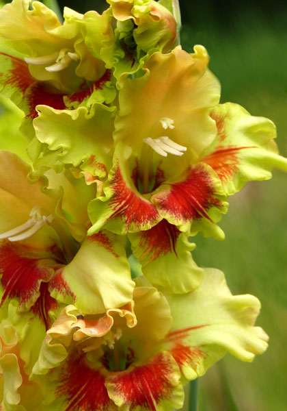 Mexicana gladiolus heirloom bulbs #1