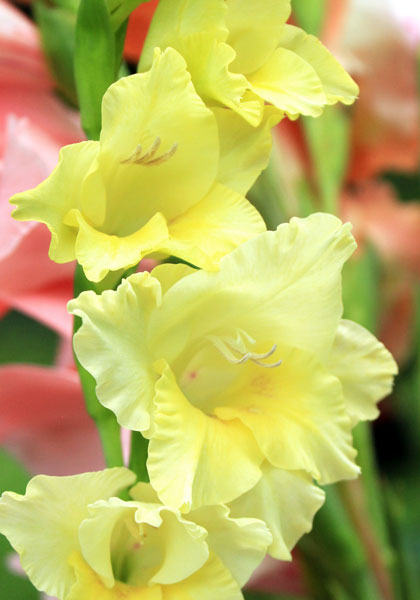 Spring Maid gladiolus heirloom bulbs #1