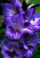Violet Queen gladiolus heirloom bulbs