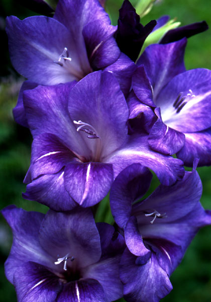 Violet Queen gladiolus heirloom bulbs #1