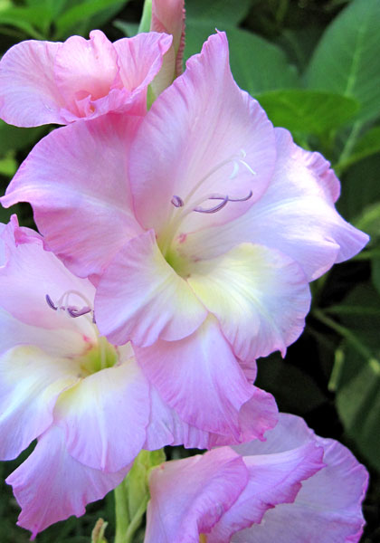 Contentment gladiolus heirloom bulbs #1