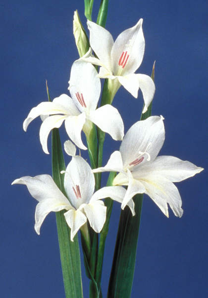 Albus gladiolus heirloom bulbs #1