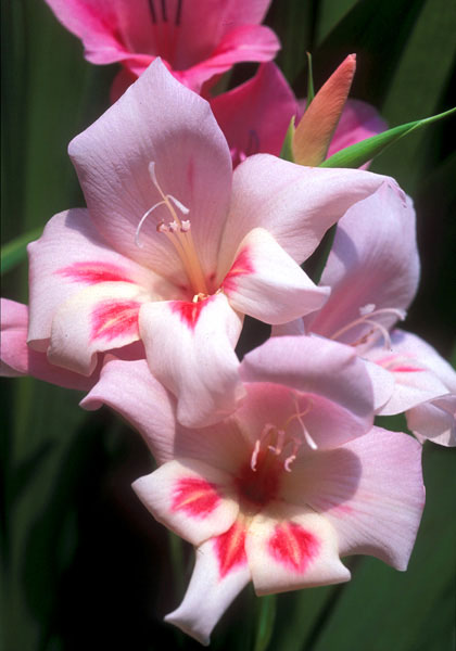 Elvira gladiolus heirloom bulbs #2