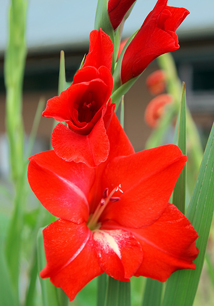 Trader Horn gladiolus heirloom bulbs #2