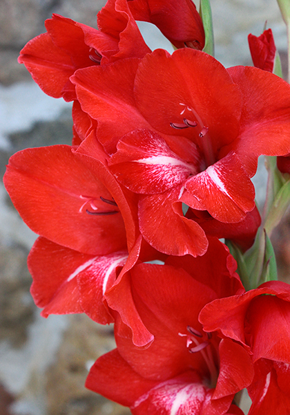 Trader Horn gladiolus heirloom bulbs #1