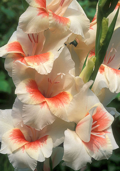 Mary Housley gladiolus heirloom bulbs #1