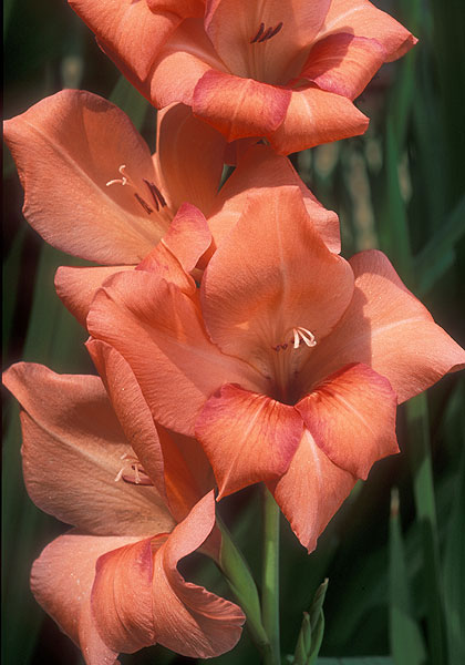 Venetie gladiolus heirloom bulbs #1