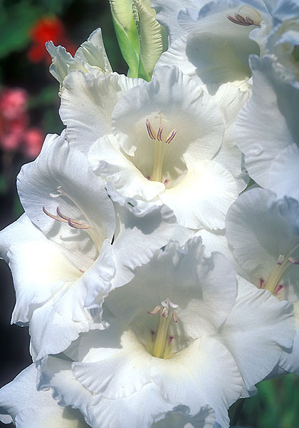 White Goddess gladiolus heirloom bulbs #1