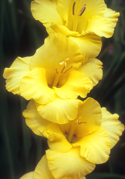 Golden Stars gladiolus heirloom bulbs #1