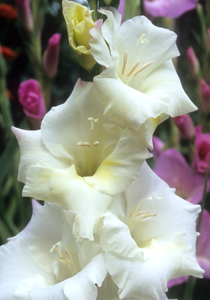 Silver Dollar gladiolus heirloom bulbs #1