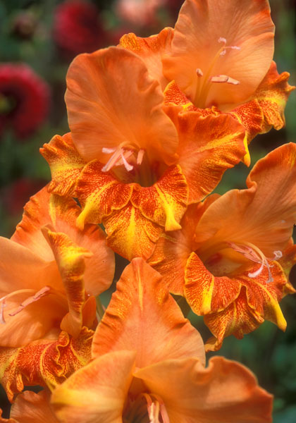 Firedance gladiolus heirloom bulbs #1