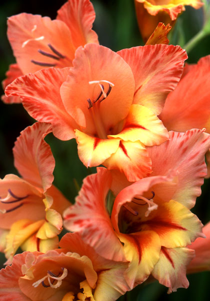 Starface gladiolus heirloom bulbs #1