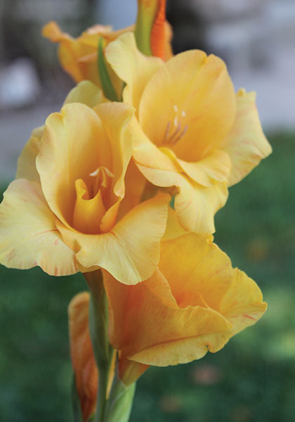 Ovatie gladiolus heirloom bulbs #2
