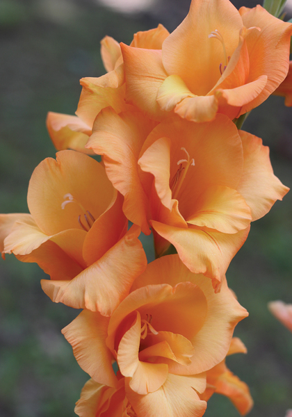 Ovatie gladiolus heirloom bulbs #1