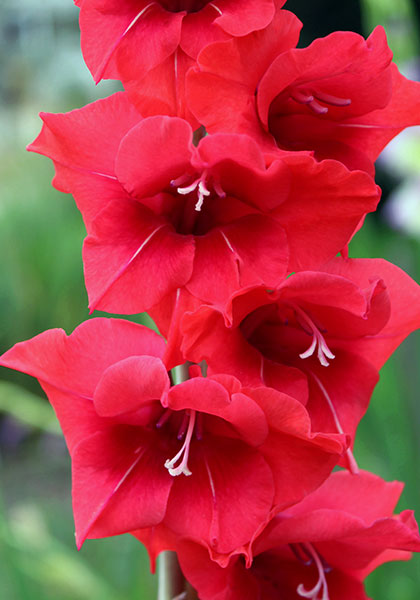Allegro gladiolus heirloom bulbs #1