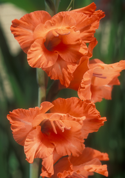 Little Mo gladiolus heirloom bulbs #1