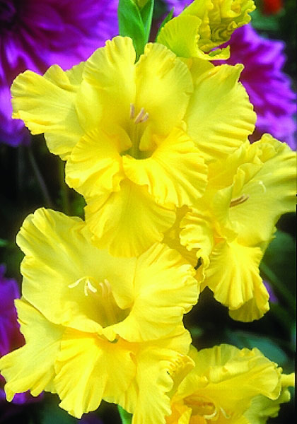 Empire Yellow gladiolus heirloom bulbs #1