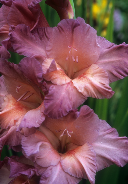 Blue Smoke gladiolus heirloom bulbs #1
