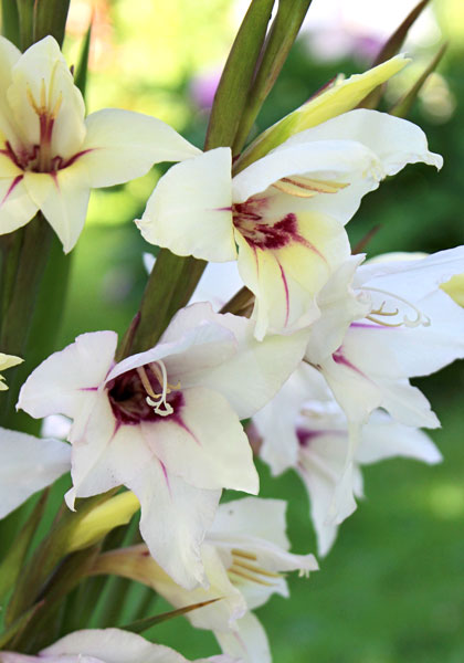 Lucky Star gladiolus heirloom bulbs #1