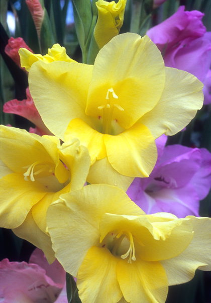 Top Brass gladiolus heirloom bulbs #1