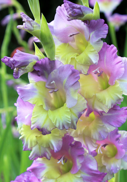 Lilac & Chartreuse gladiolus heirloom bulbs #1