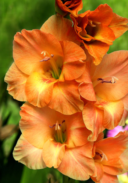Sunbonnet Sue gladiolus heirloom bulbs #1