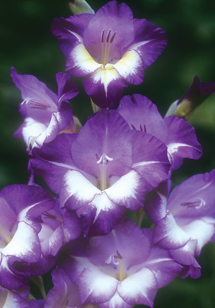 Bluebird gladiolus heirloom bulbs #1