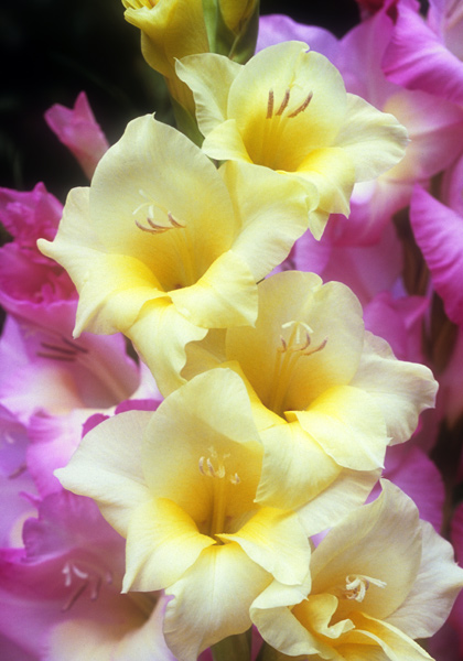 Towhead gladiolus heirloom bulbs #1