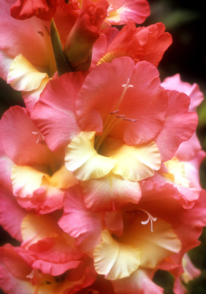 Charisma gladiolus heirloom bulbs #1