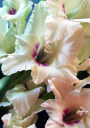 Domino gladiolus heirloom bulbs