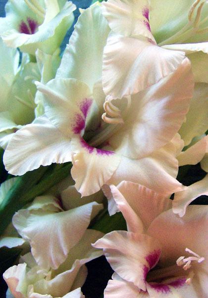 Domino gladiolus heirloom bulbs #1