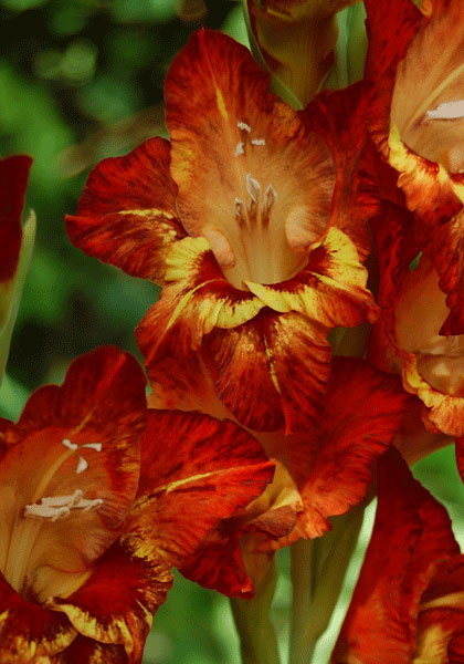 Witch Doctor gladiolus heirloom bulbs #1